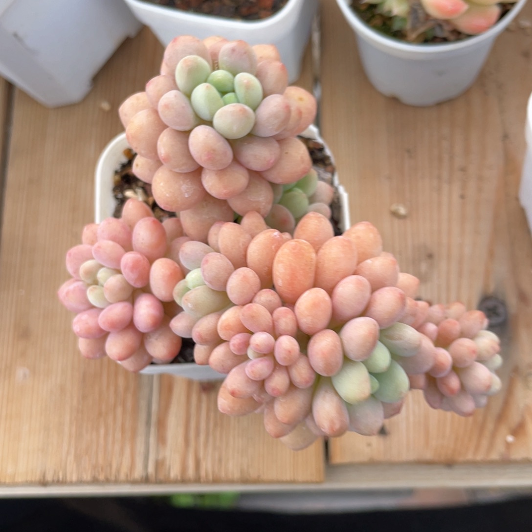 优选洛可可老桩610