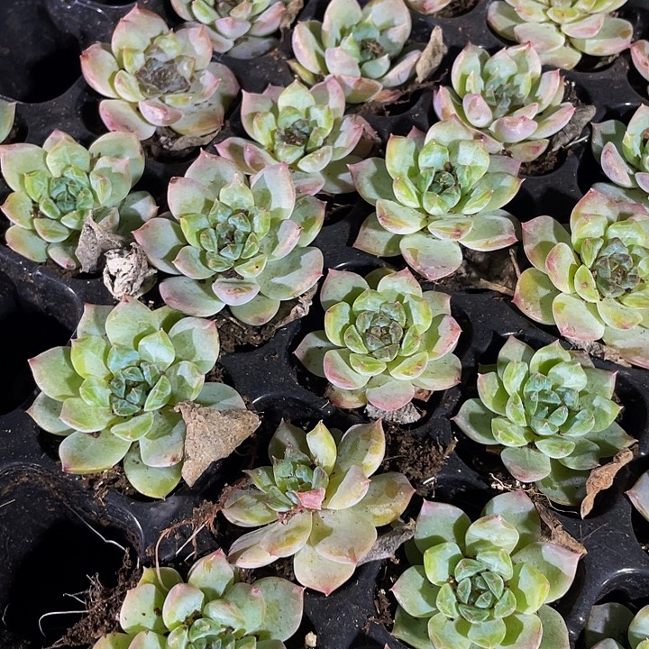 小冰魄1元带土发货