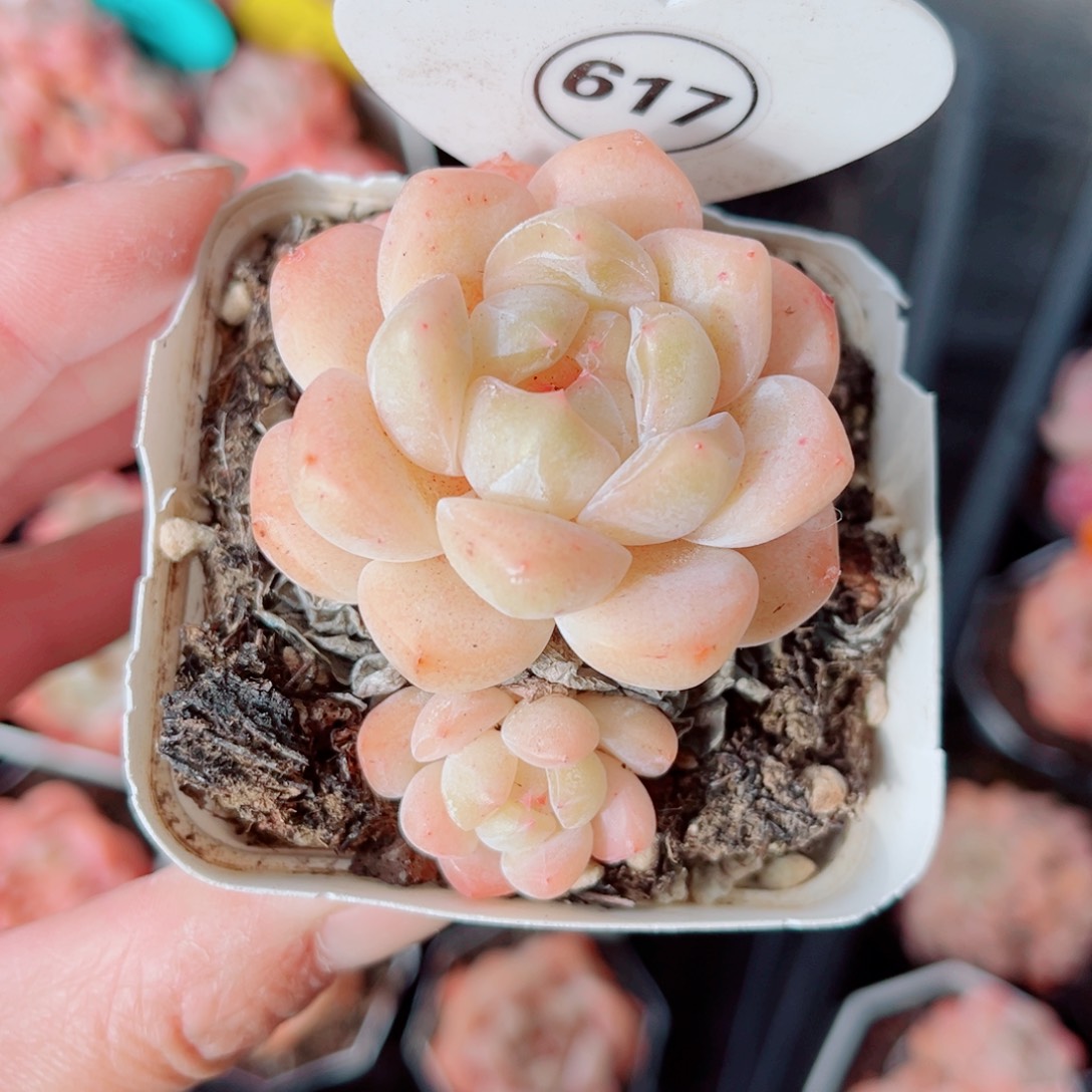 617号小老桩糖心双头