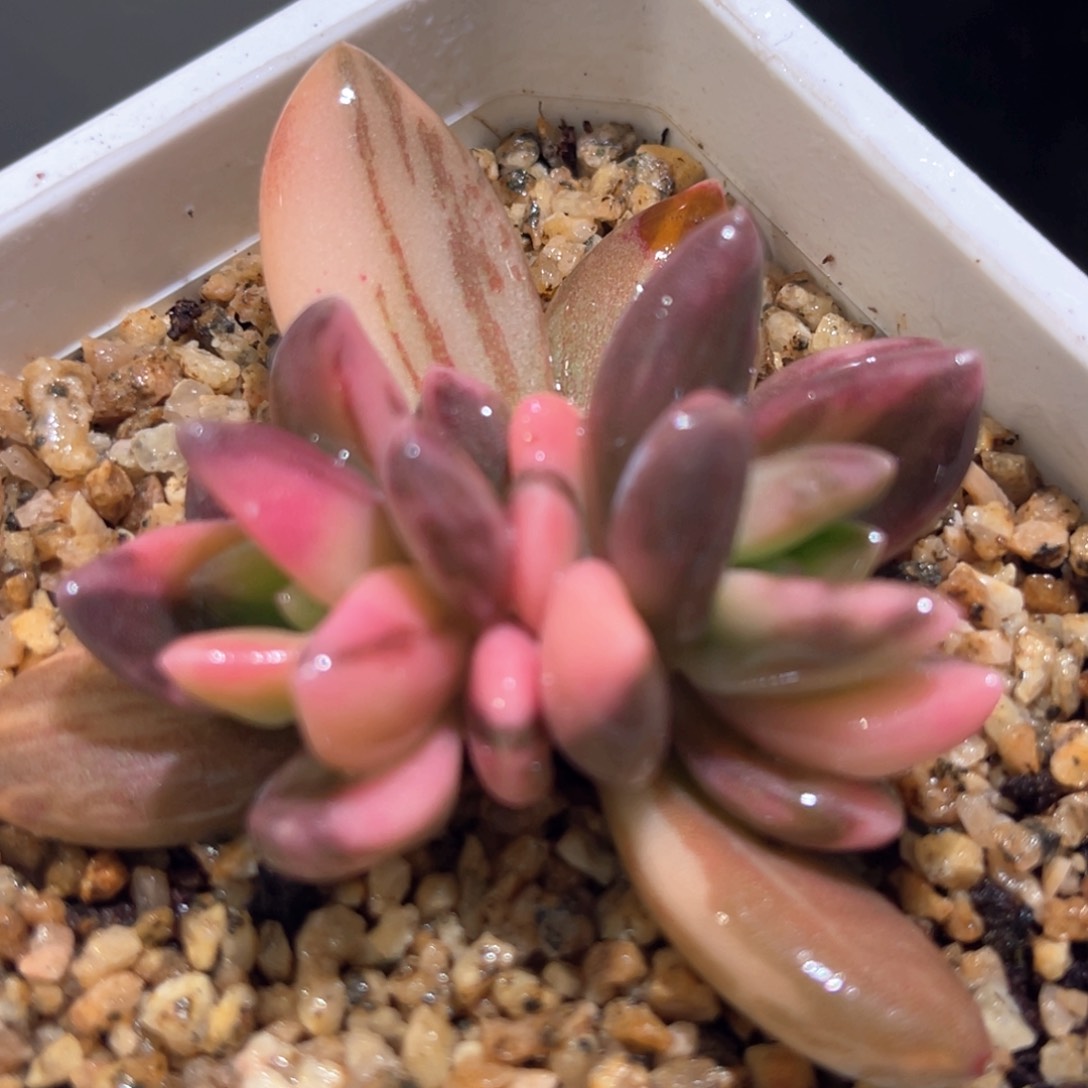 多肉特价紫丽殿锦