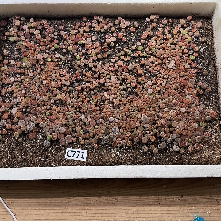 C771 生石花整箱脱土发货