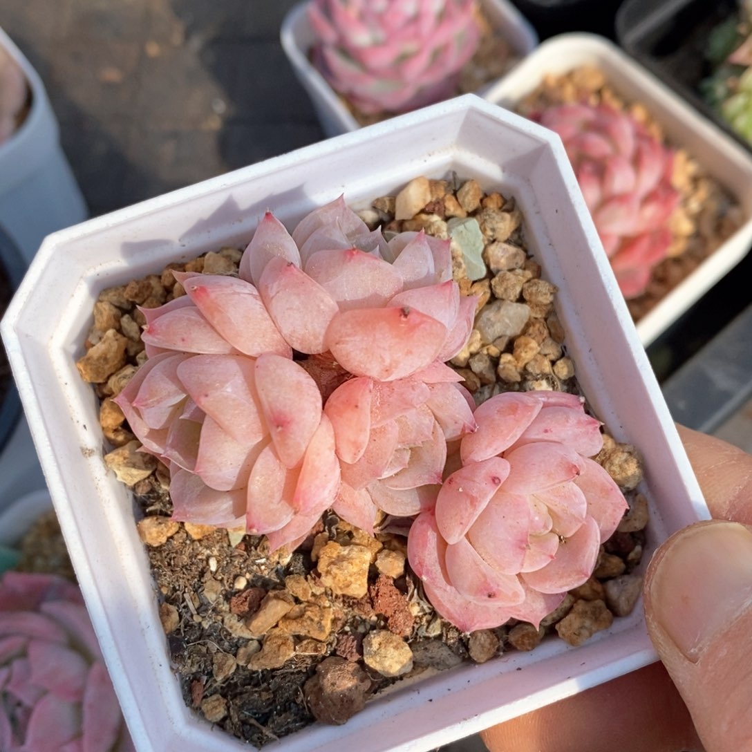 精品多肉一物一拍不包整309