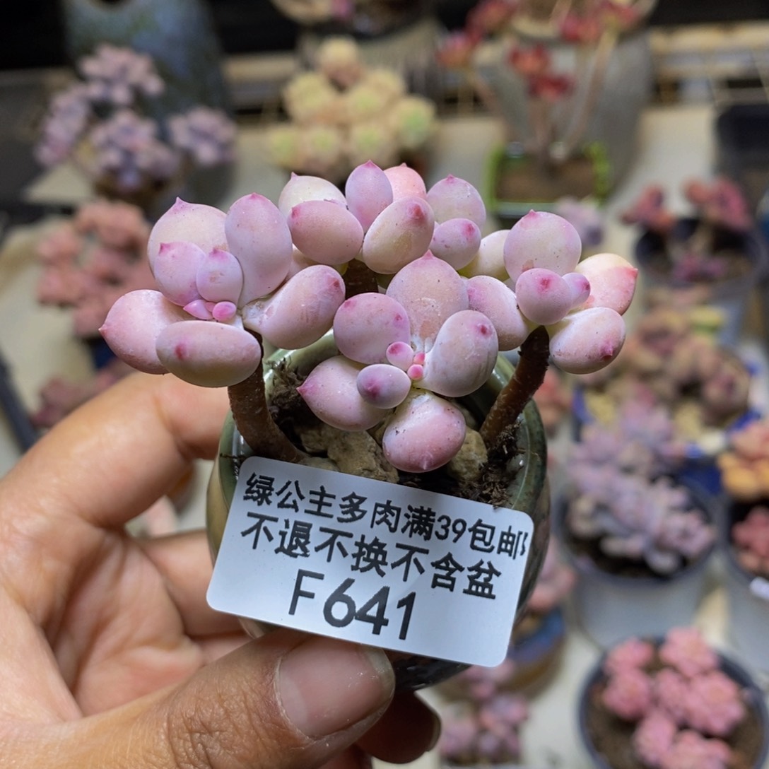 641苹果奶四代多肉4c m