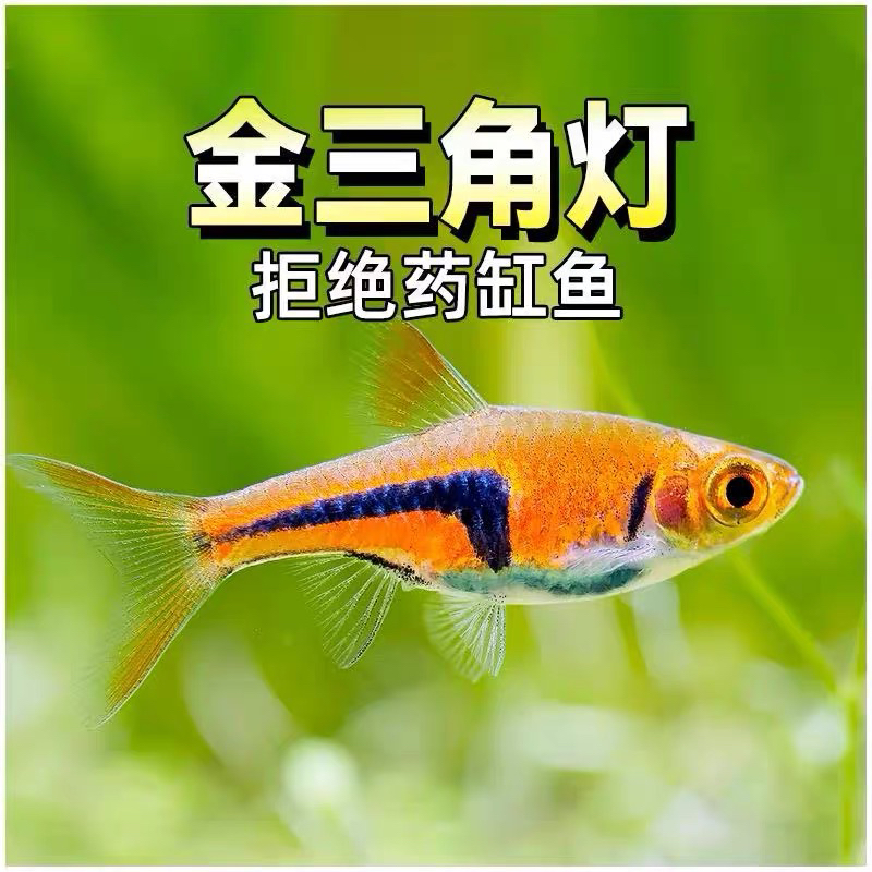 三角灯紫三角灯科鱼小型热带草缸活体观赏鱼中小型鱼群游灯科鱼