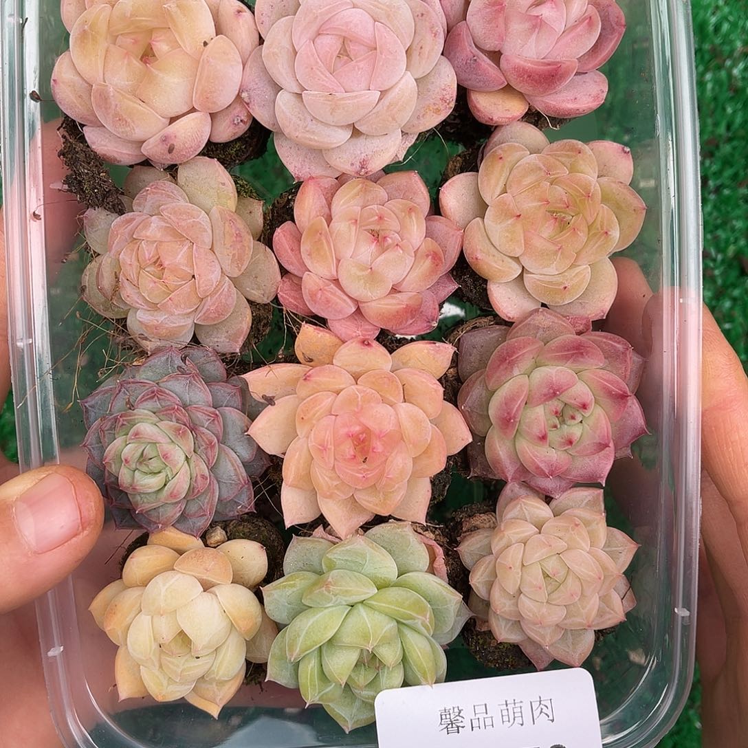 多肉一物一拍31-87