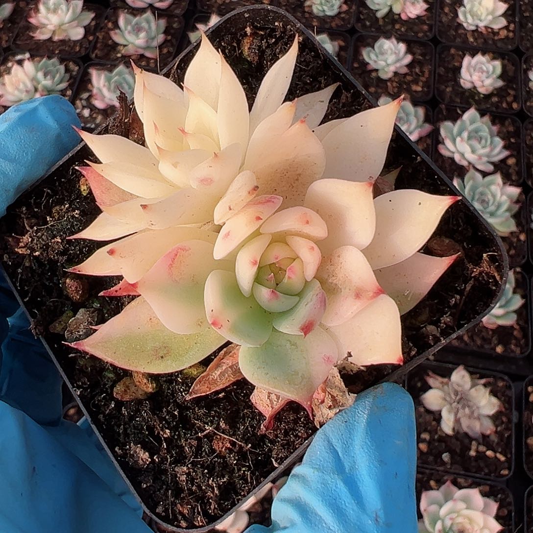 吉娃娃锦，多肉植物