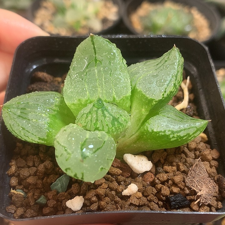 虞美人，一物一拍