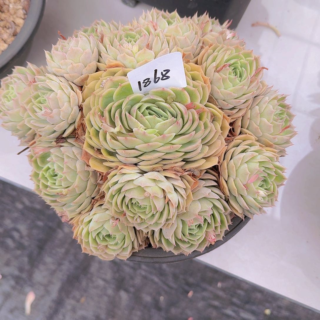 暖*1868昂斯诺多肉