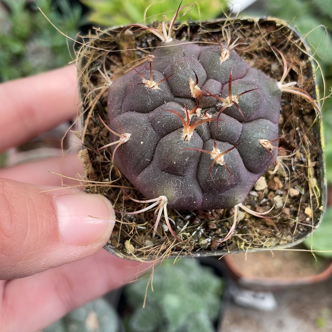 677天紫玉（满18元包邮）