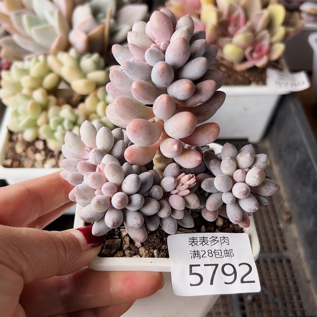 9号我们的确是一5792