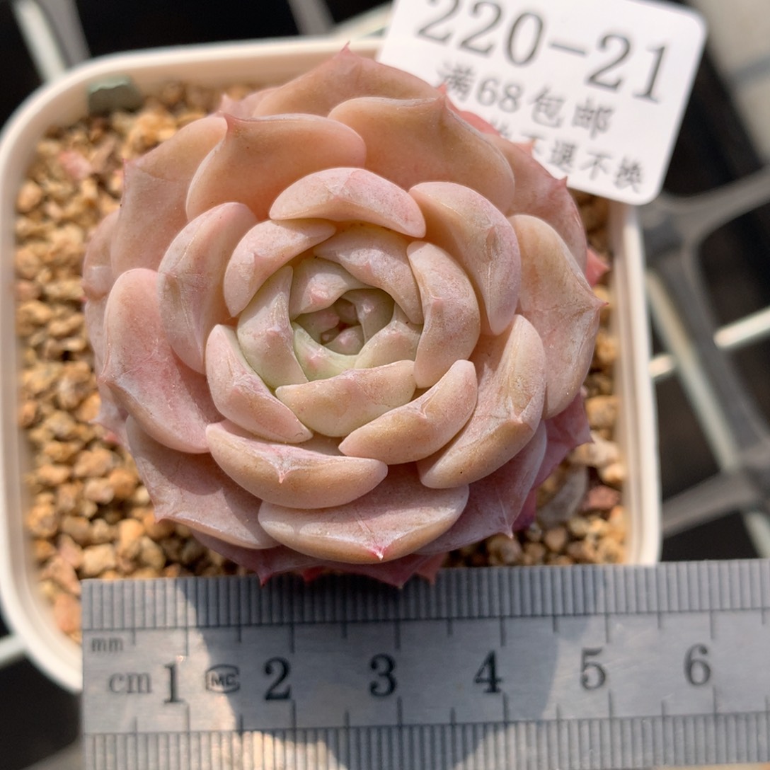 21。纯爱。糖心多肉。