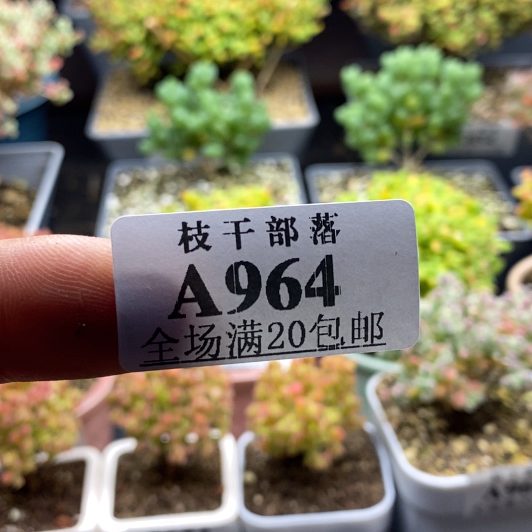土一包964。            