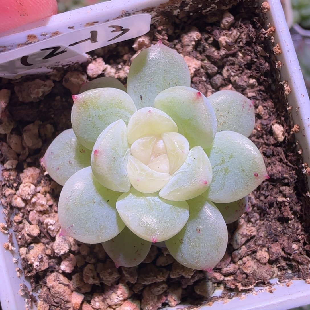 12-13福利无烬月单头