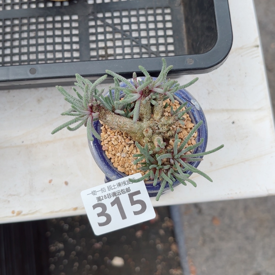 天赐老桩无盆土发货