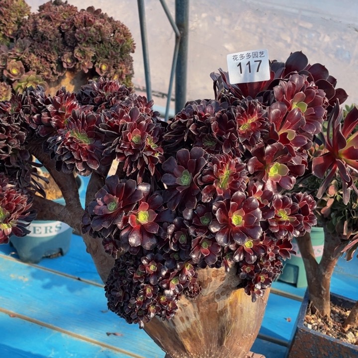 117号欧子法师朵朵