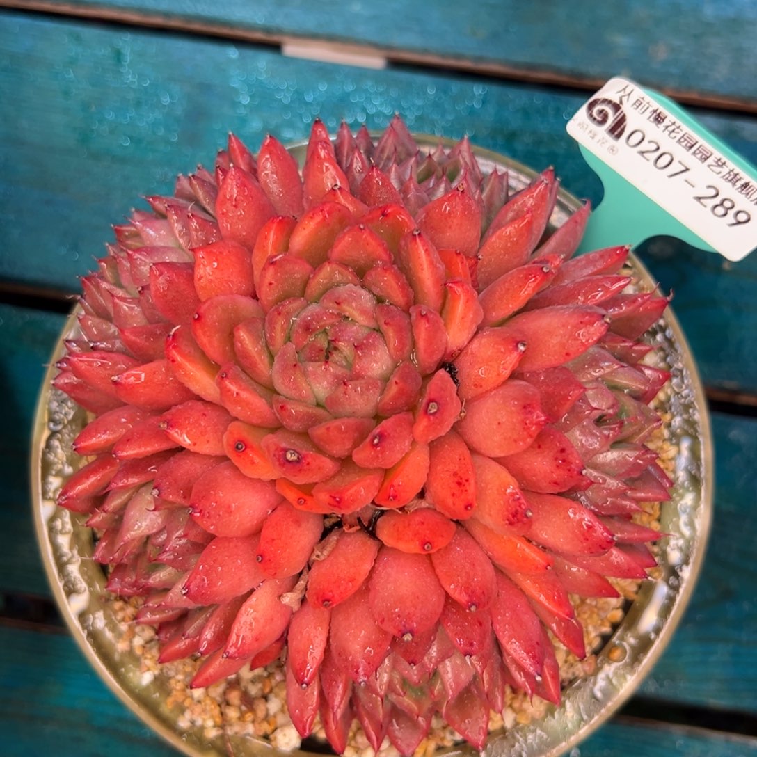 多肉一物一拍编号0207-289