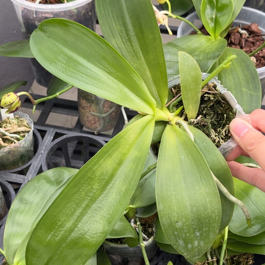 全部花苞2.5寸黄金斑马花苞株