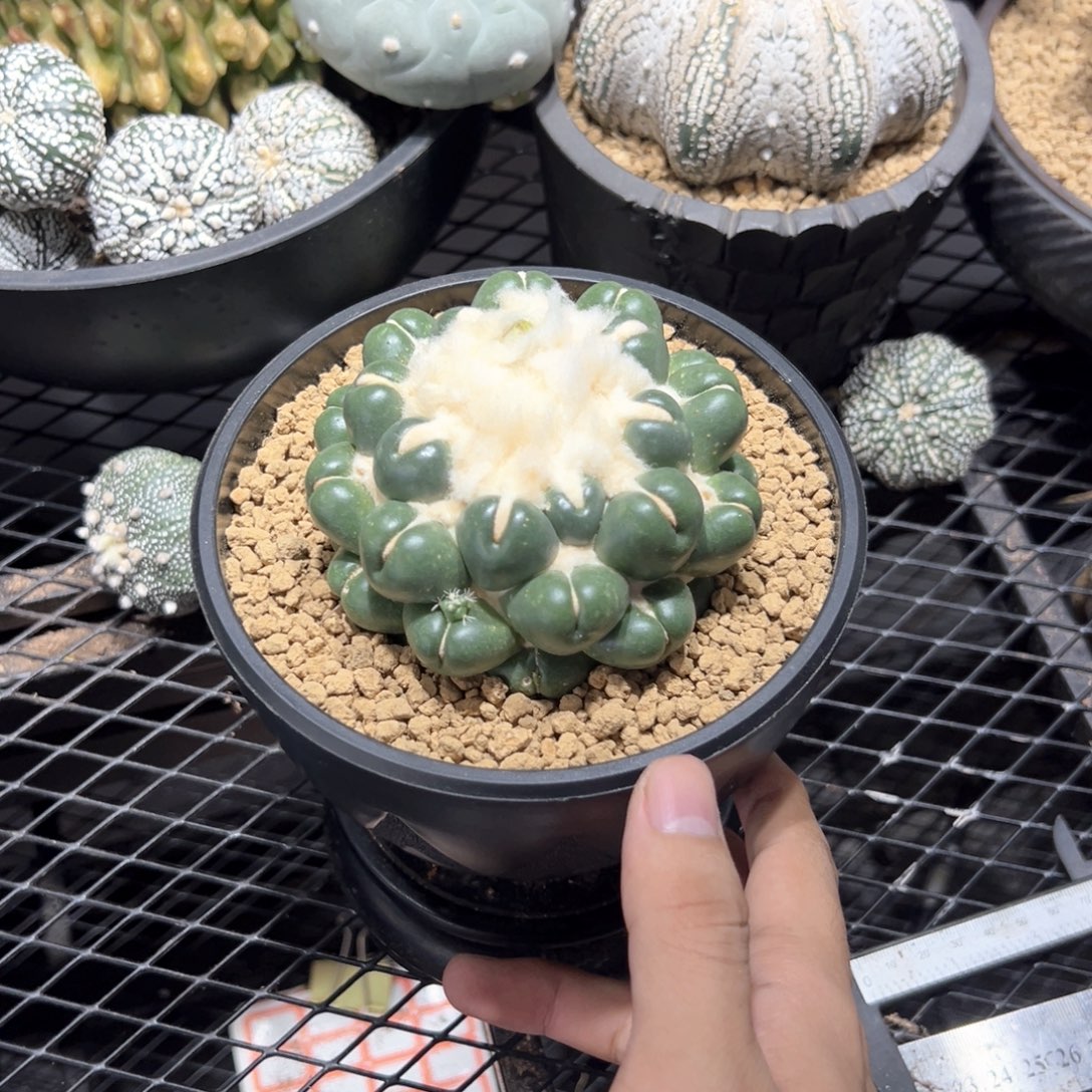 园艺无刺象牙9.8cm（带盆