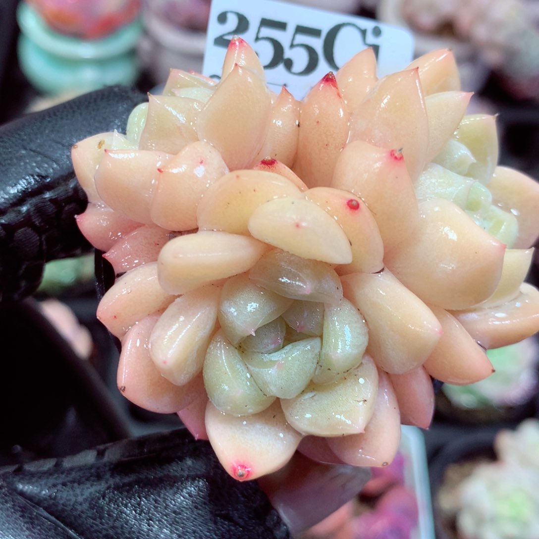 5厘米盆精控多肉255