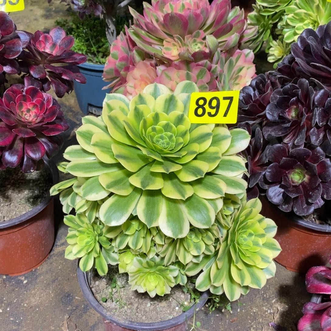 金丝翡翠多肉法师897