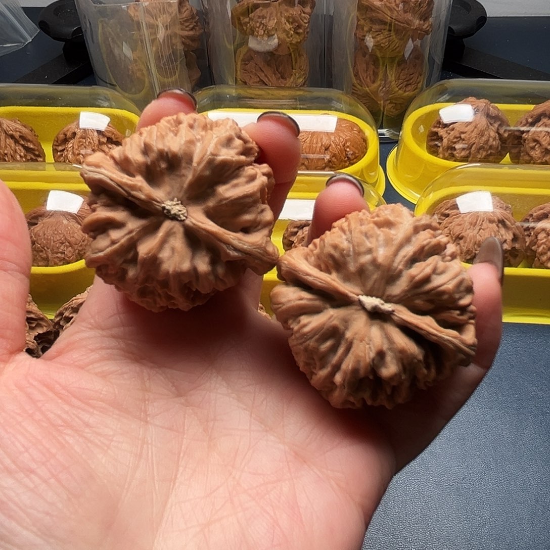 核桃43尺寸大粗筋