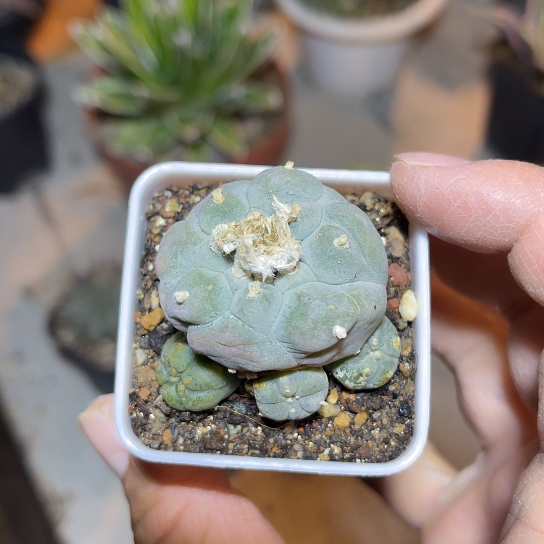 日系大尤龟甲银鱼带小崽