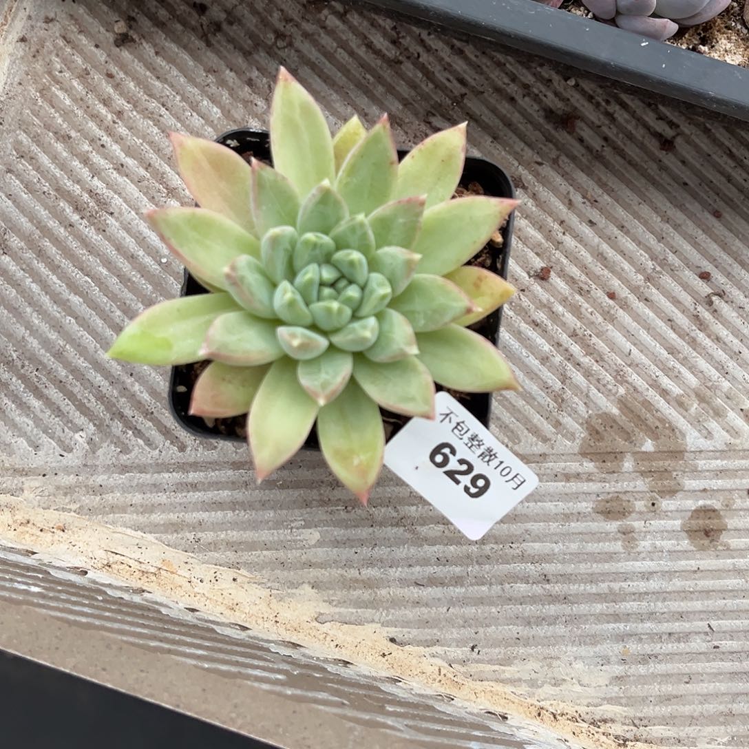 阿雅园艺。      629白骨精