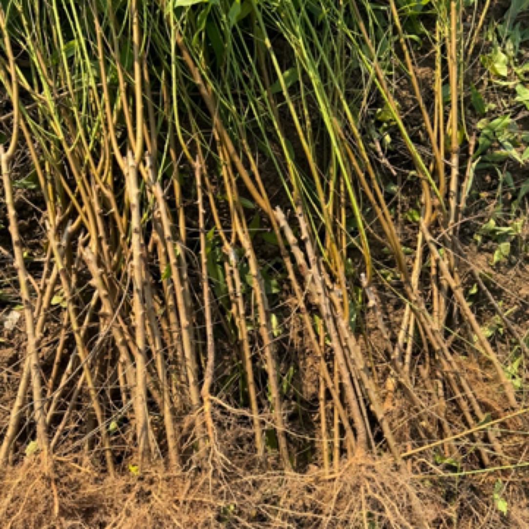 中油23优质种苗、