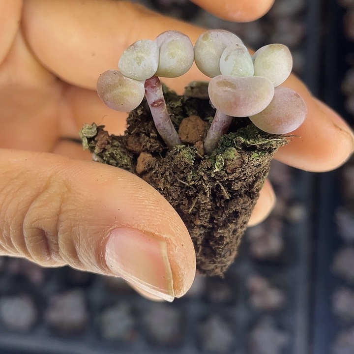 粉兔双头发5颗满18包邮