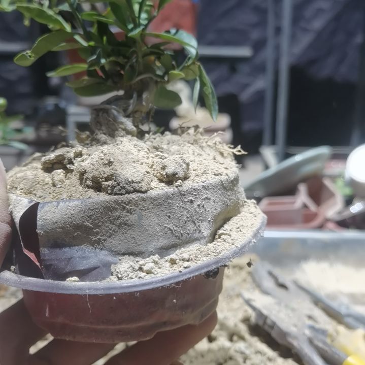 完全开放金豆小橘子绿植