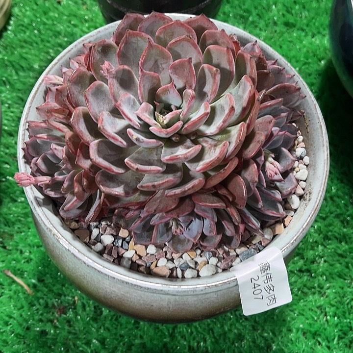 鑫伟多肉荷花2407