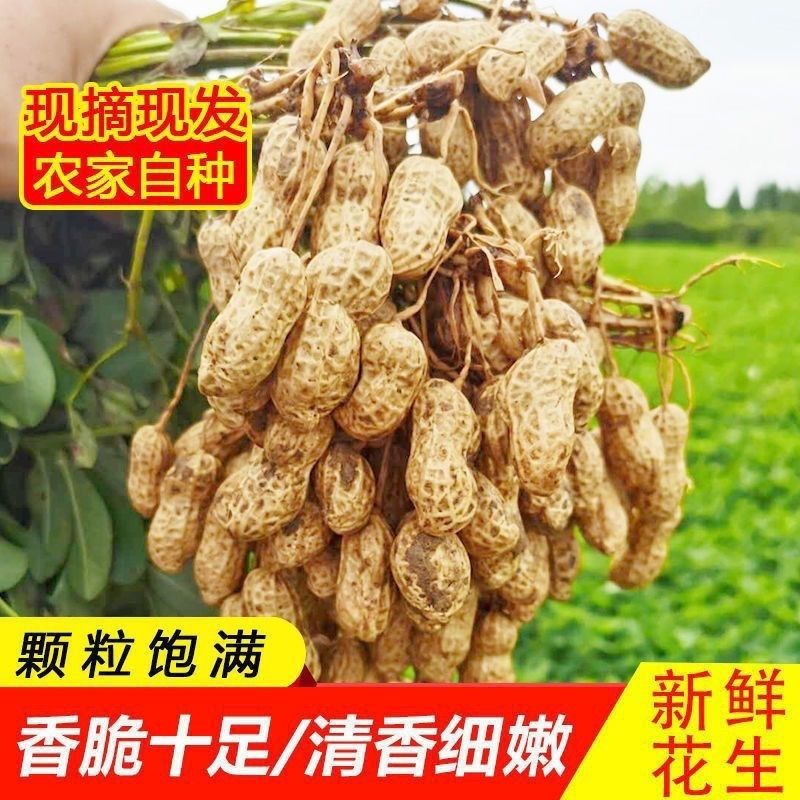 【带箱五斤】新鲜湿花生带壳现挖粉皮花生生花生可水煮 人工挑选
