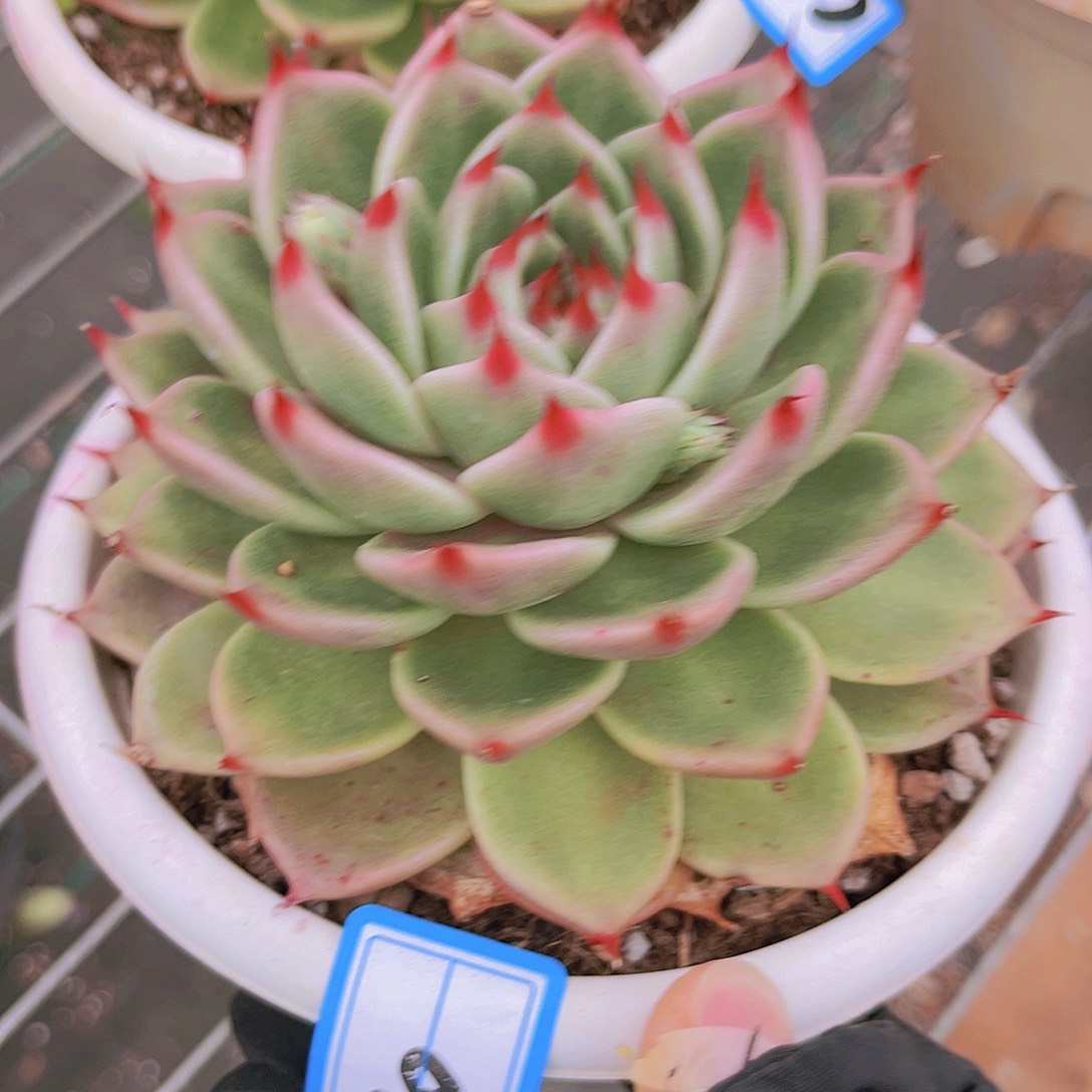 托斯卡12公分99999999