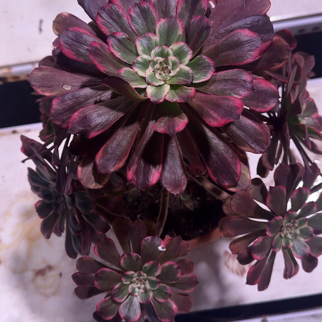 多肉植物粉烟花409