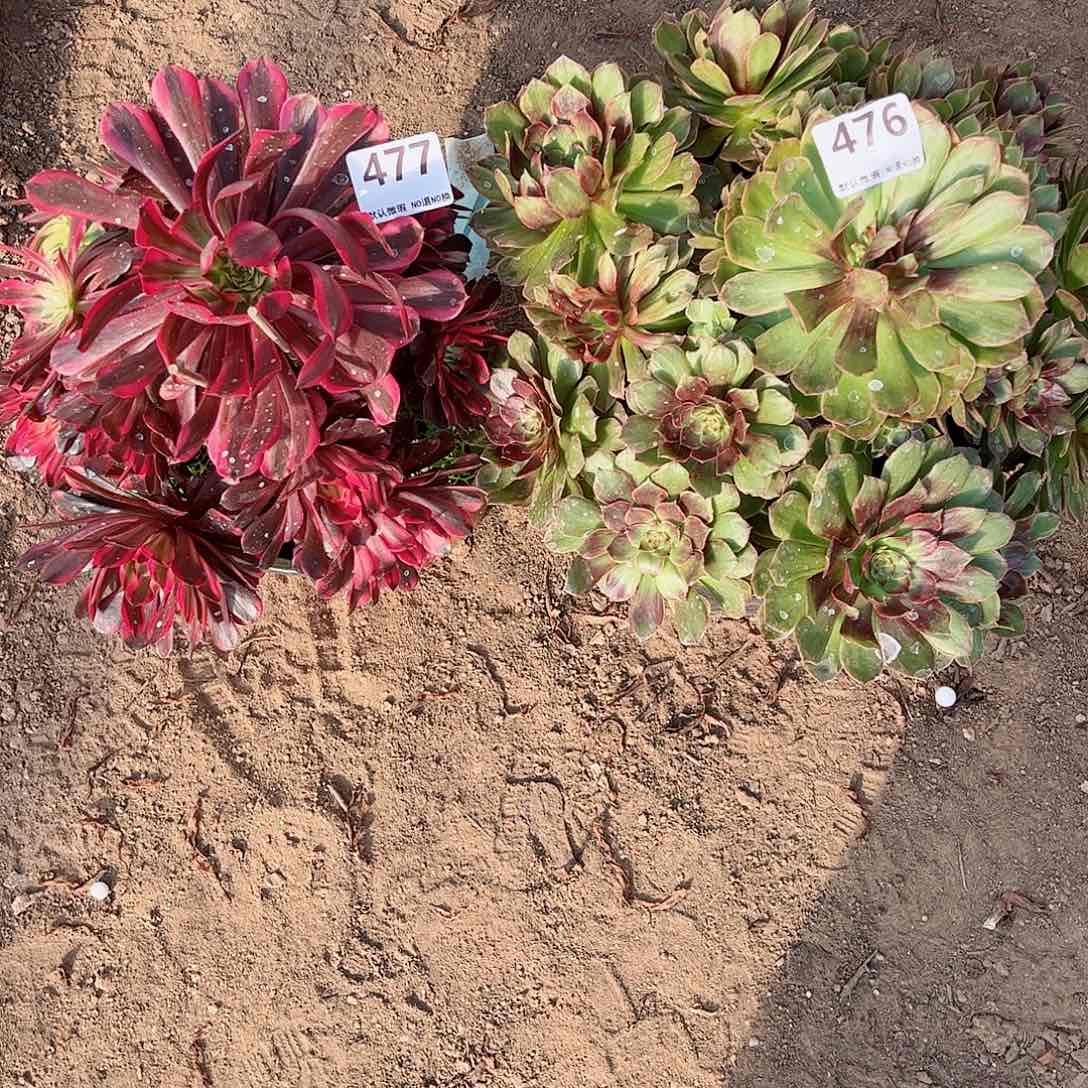 无花朵多肉植物组合477