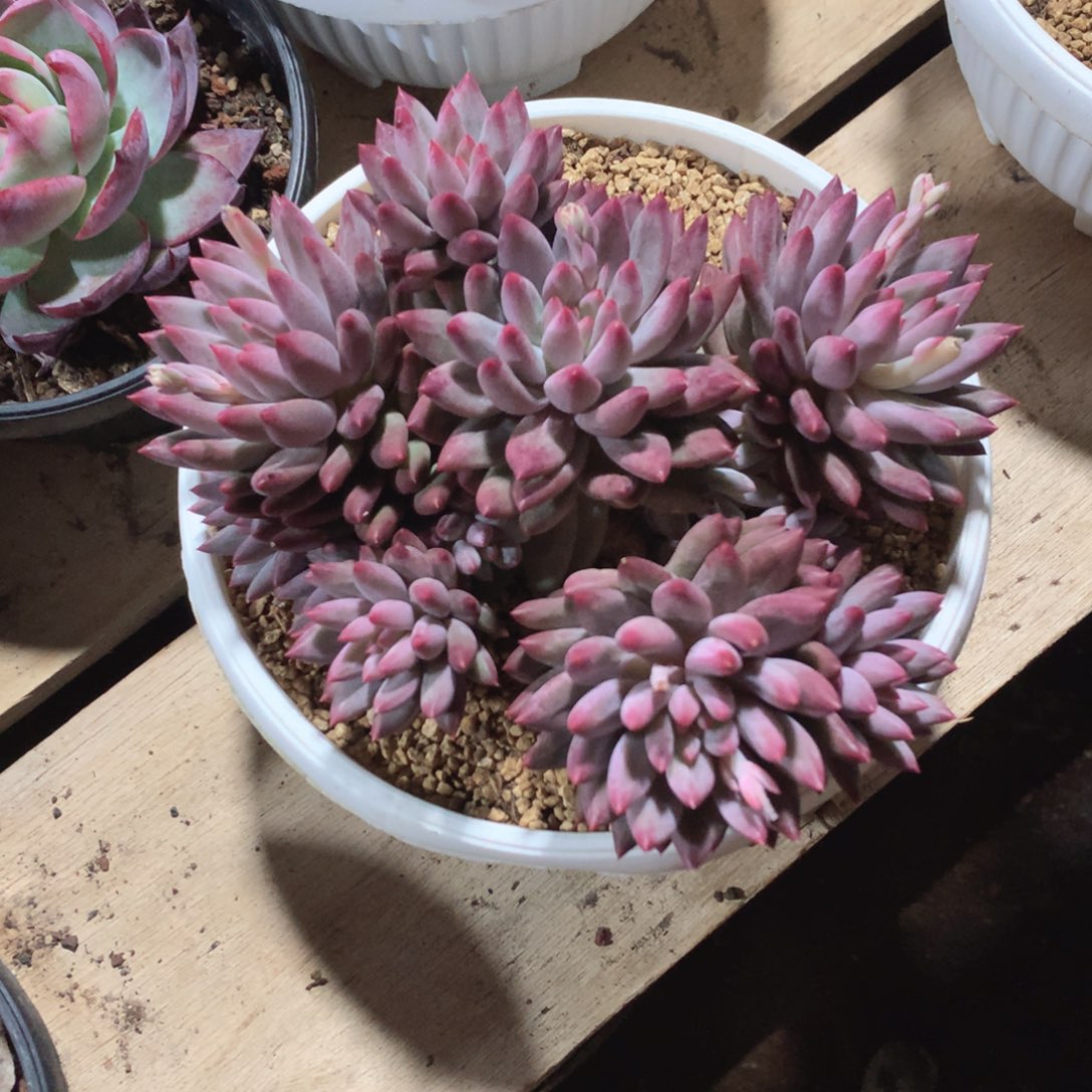 多肉植物多肉植物