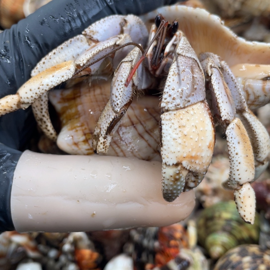 不退不换活体宠物22