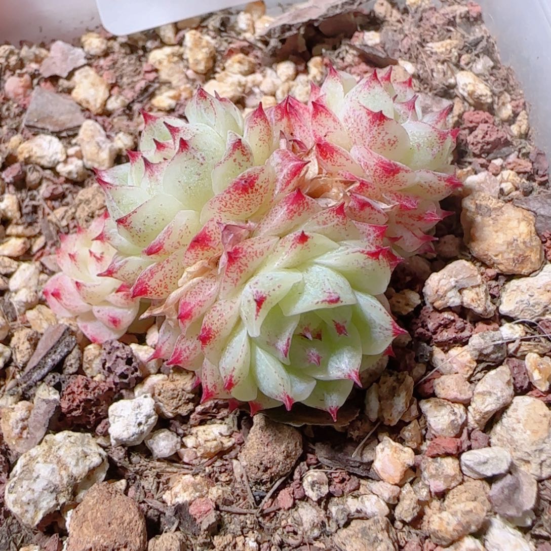 花语多肉1203-130