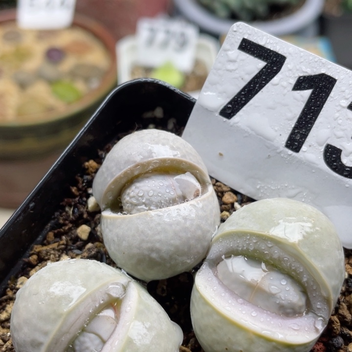 713高尔夫3.3cm带盆