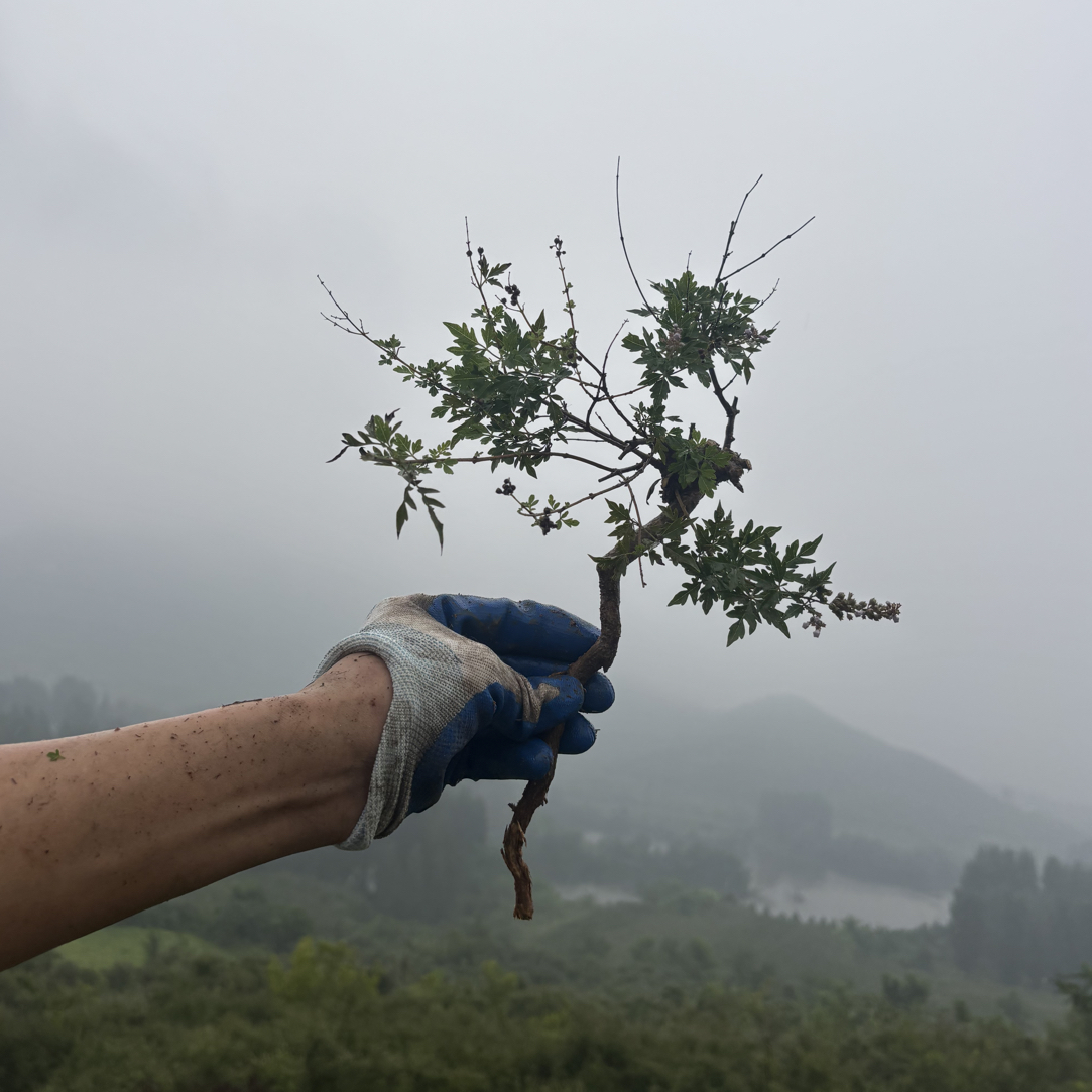 太行黄荆大小老桩绿植一物一拍生桩发货不退换介意勿拍