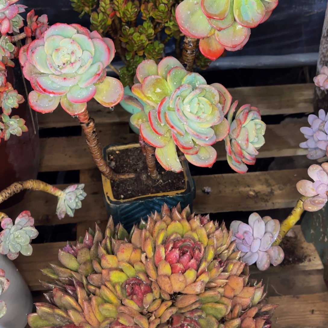 光***狂老桩精品肉肉白月光