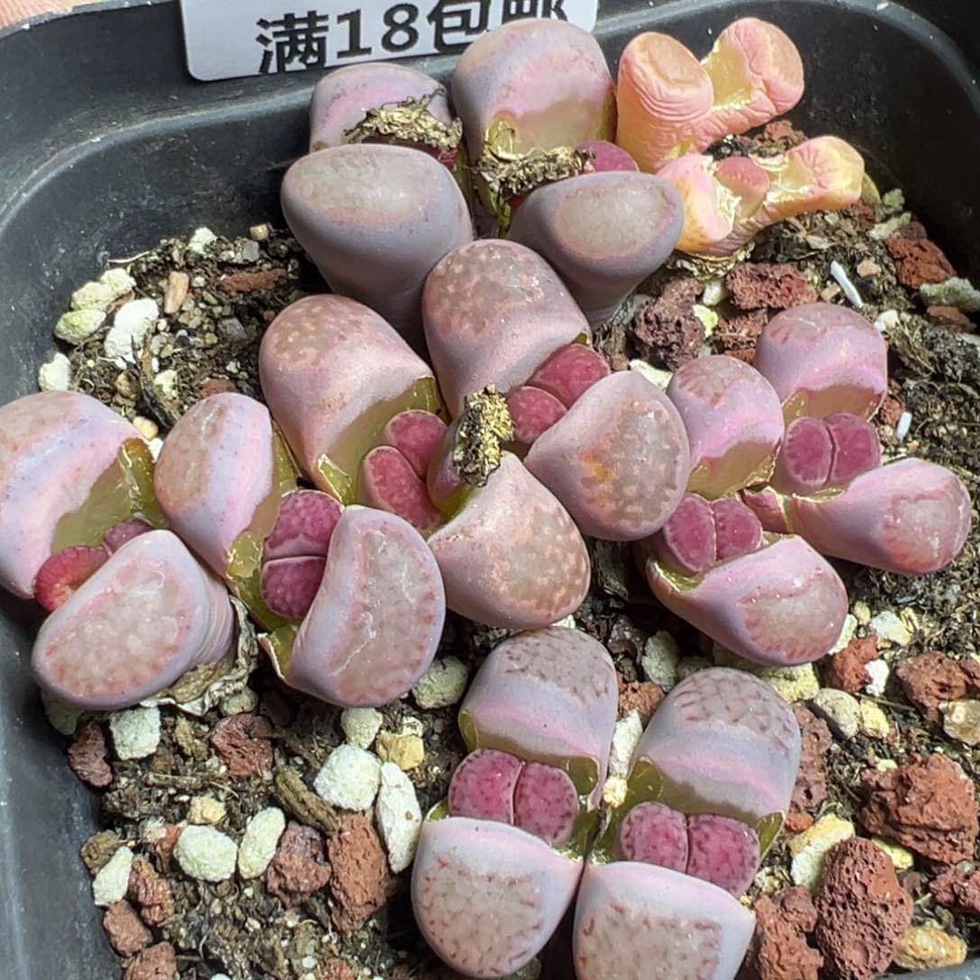 【闪购商品】 975。    