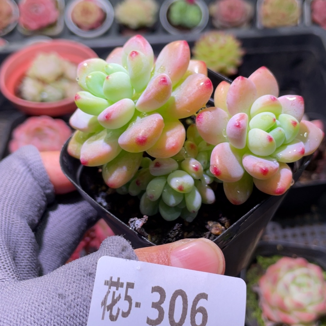 花利美5-306罗琦  