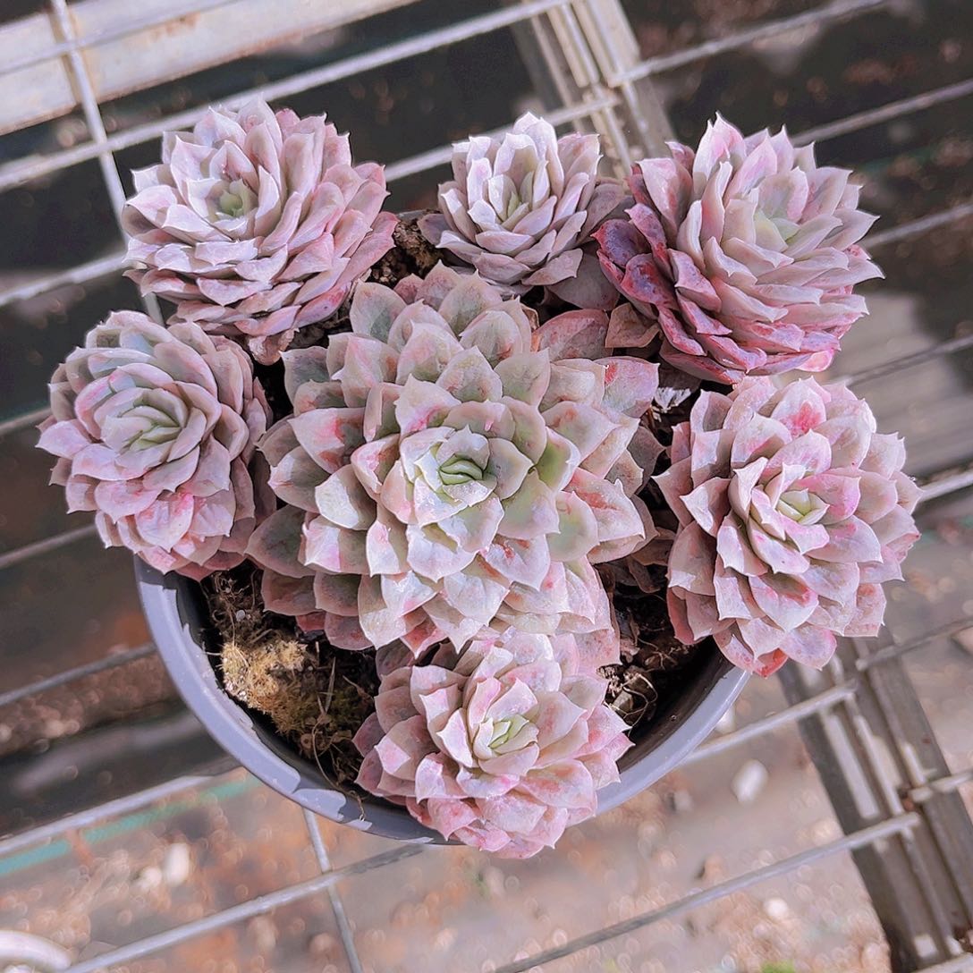 泡泡纱15公分9998888