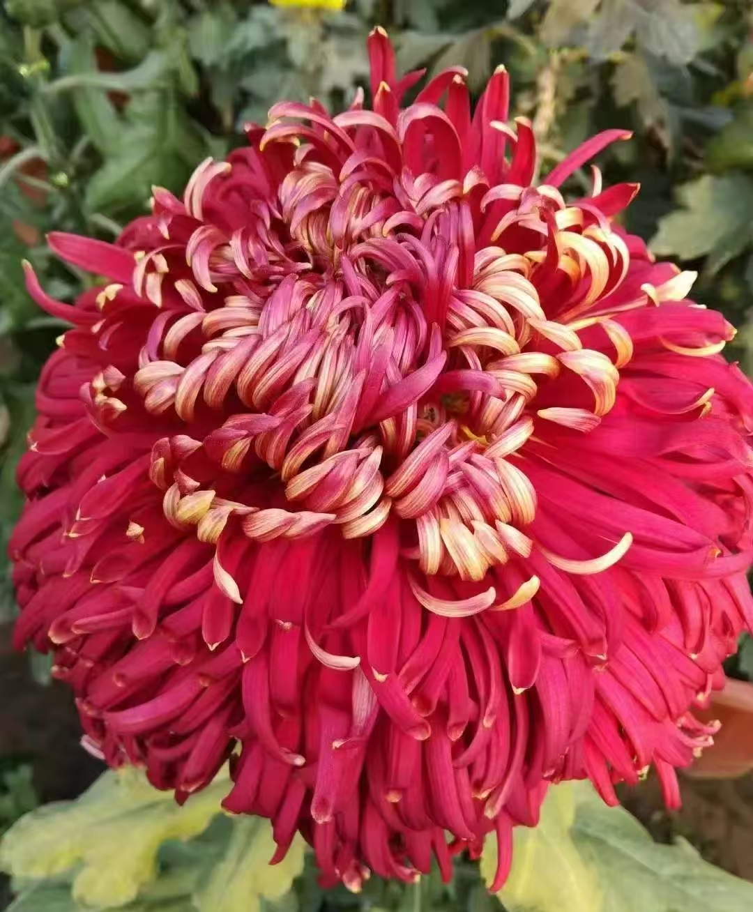【花苞发货】[山海红潮]九月菊花苗大型花好养护简单耐寒耐旱