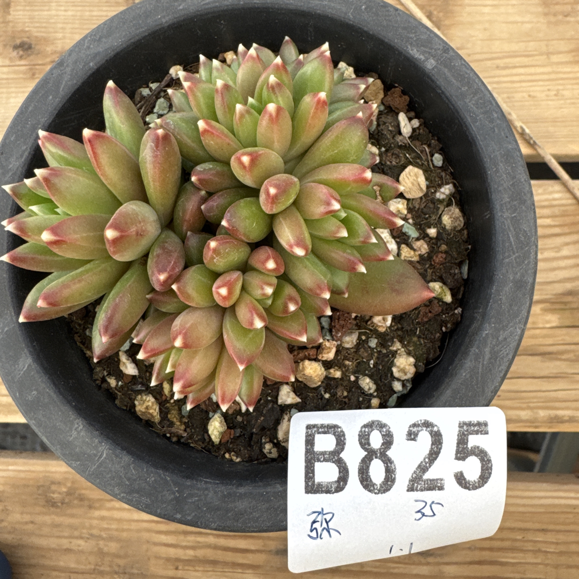 B825，弥漫，多肉植物柏拉图