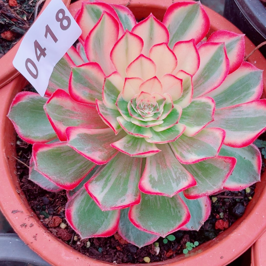 黑魔锦花脸多肉发货