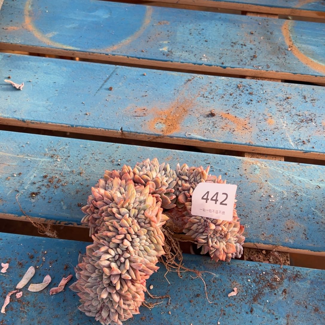 芝****小树朵朵缀化呀呀呀呀呀呀呀呀