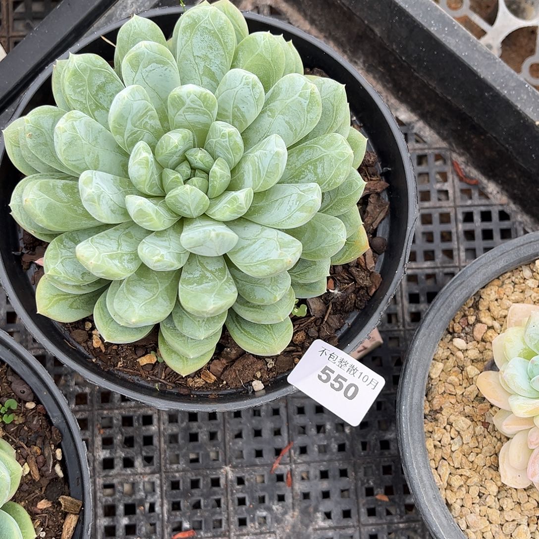 阿雅园艺。      550百达翡翠