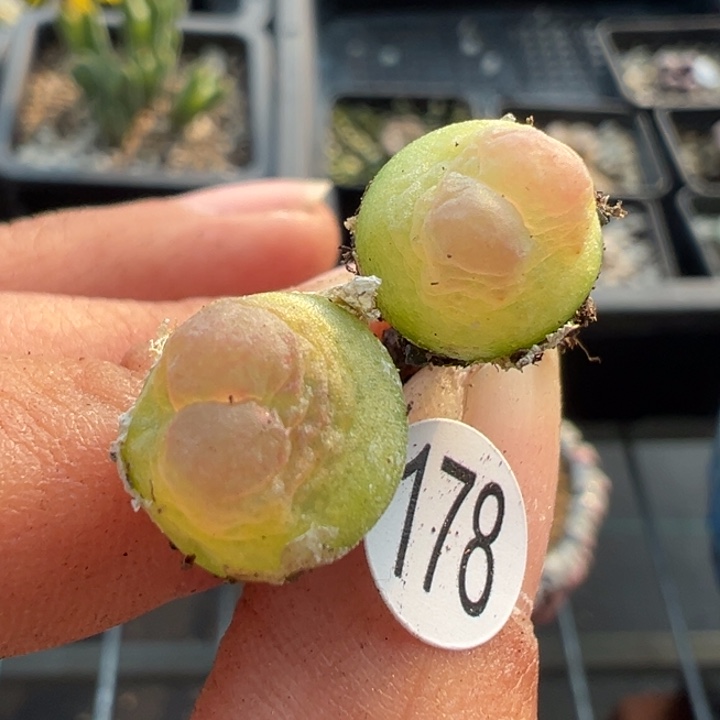 178号111111111111111111